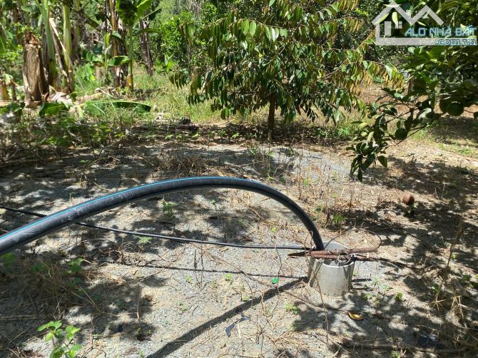 Bán Nhanh Lô Đất Vườn Trái Cây Tâm Huyết 3150m QH full Thổ Diên Thọ - Cách TL2 70M - 7