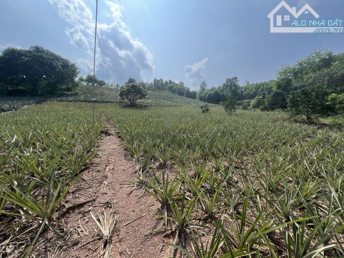Tân yên, Bắc Giang, 4000m2, 400TC, ô tô, 50m ra liên xã, 2,7 tỷ, siêu hiếm - 1