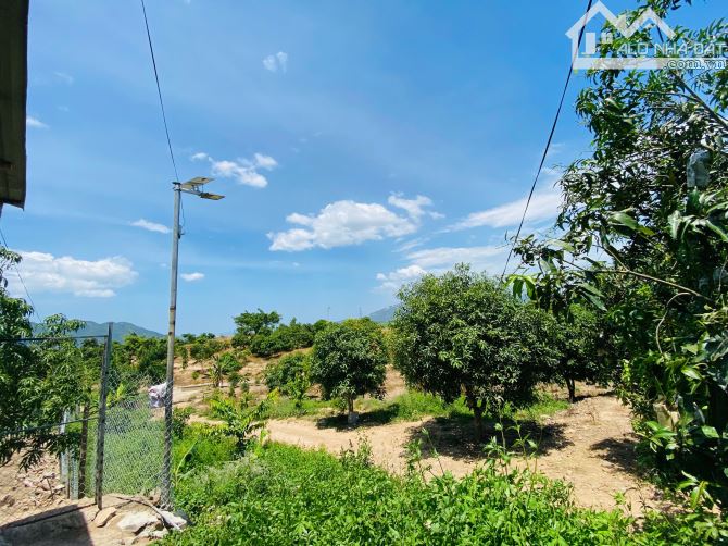Bán Nhanh Faml Hơn 6Ha View Đồng Thị Trấn - Diên Sơn Diên Khánh - 2