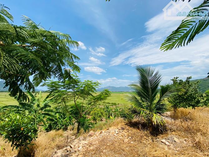 Bán Nhanh Faml Hơn 6Ha View Đồng Thị Trấn - Diên Sơn Diên Khánh - 3