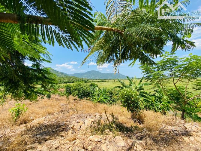 Bán Nhanh Faml Hơn 6Ha View Đồng Thị Trấn - Diên Sơn Diên Khánh - 4