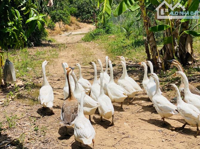 Bán Nhanh Faml Hơn 6Ha View Đồng Thị Trấn - Diên Sơn Diên Khánh - 7