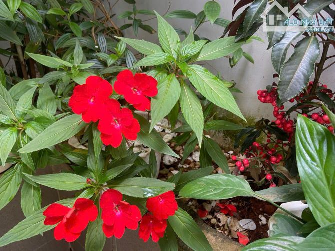 🏡 BÁN NHÀ PHỐ HẺM Ô TÔ LỚN – ĐƯỜNG NGUYỄN HỮU CẢNH, PHƯỜNG 8, ĐÀ LẠT - 17