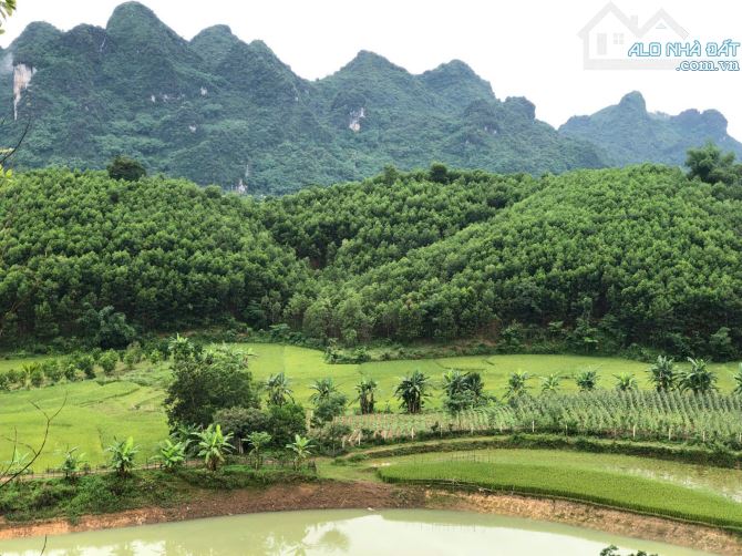 Chính chủ em bán 5000m2 đất view hồ, cánh đồng lúa xanh ngát tại Đú Sáng Kim Bôi, Hòa Bình - 2