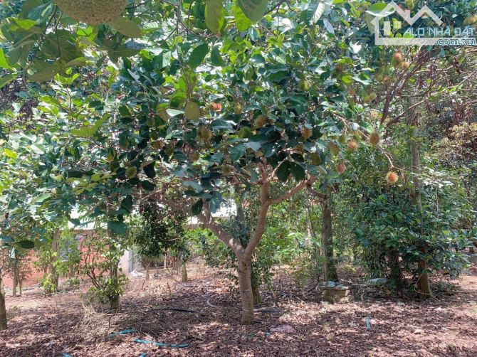 Bán khoảng 2 sào 2 (2170m2) đất xã Bàu Chinh, huyện Châu Đức, BRVT. - 3