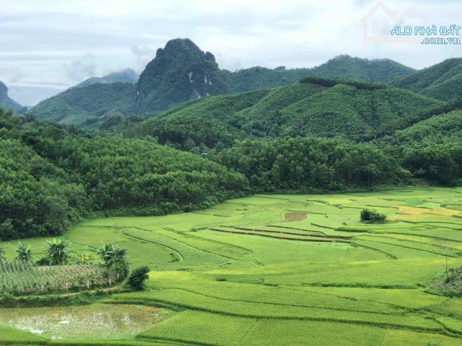 Chính chủ em bán 5000m2 đất view hồ, cánh đồng lúa xanh ngát tại Đú Sáng Kim Bôi, Hòa Bình - 3