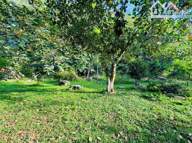 DT trên sổ 2398m ONT + CLN tại Hùng Sơn, Kim Bôi, Hòa Bình. - 4