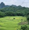 Chính chủ em bán 5000m2 đất view hồ, cánh đồng lúa xanh ngát tại Đú Sáng Kim Bôi, Hòa Bình