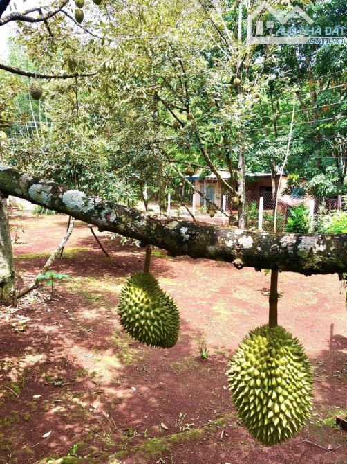 Bán Vườn Sầu Riêng nhà trồng tại TP HCM, diện tích 1079m2, bán ngộp chỉ 1ty250 triệu - 3