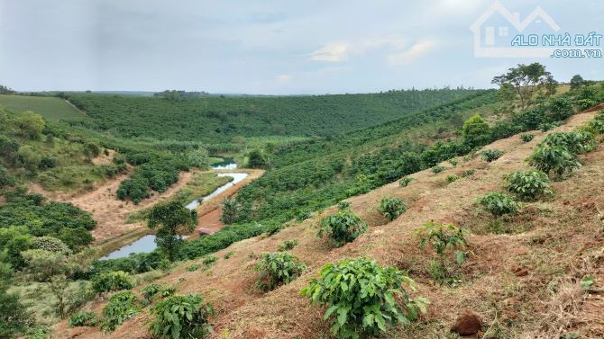 Cần bán 2,6ha cf thôn 7 Lộc Tân giờ là p2 Bảo Lộc