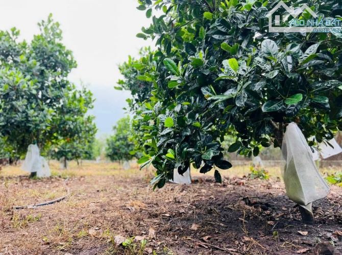 NHÀ VƯỜN XINH XẮN VỚI VƯỜN TRÁI CÂY CỰC ĐẸP CẠNH HỒ, SẴN THỔ CƯ, ĐẦY ĐỦ CÔNG NĂNG - 13
