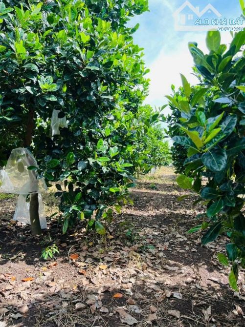 NHÀ VƯỜN XINH XẮN VỚI VƯỜN TRÁI CÂY CỰC ĐẸP CẠNH HỒ, SẴN THỔ CƯ, ĐẦY ĐỦ CÔNG NĂNG - 16
