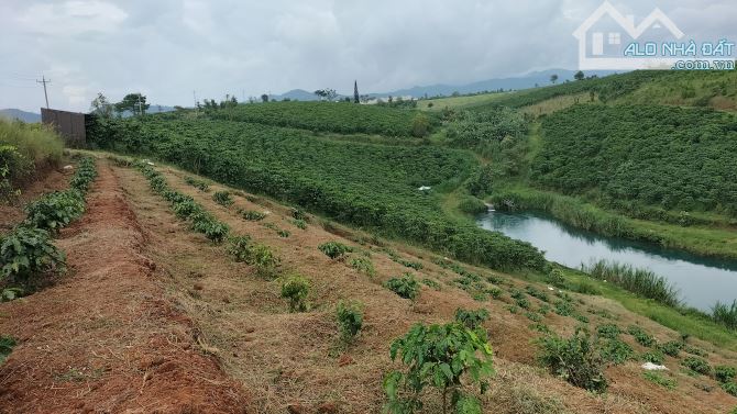 Cần bán 2,6ha cf thôn 7 Lộc Tân giờ là p2 Bảo Lộc - 2