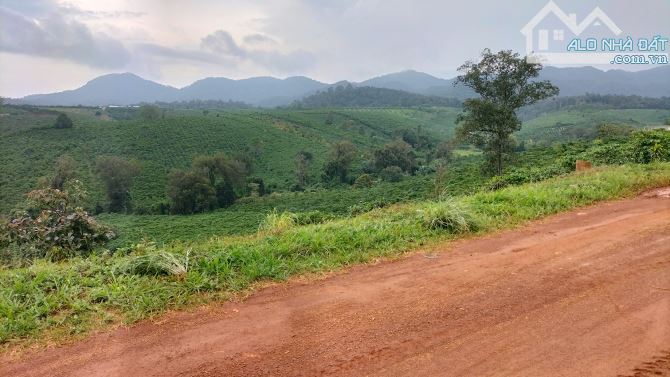 Cần bán 2,6ha cf thôn 7 Lộc Tân giờ là p2 Bảo Lộc - 3