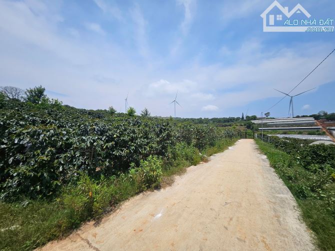 LÔ ĐẤT  GẦN ĐỒI CHÈ – ĐIỆN GIÓ CẦU ĐẤT 🏡 🌿 - 1