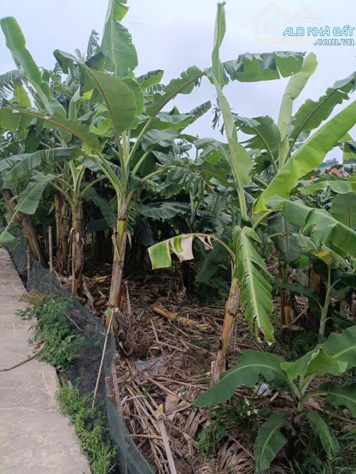 CC gửi Bán Gấp đất -Hiệp Hoà,Nở Hậu,đầu tư sinh lời,DT:73m,MT:5m,Giá:350tr - 1