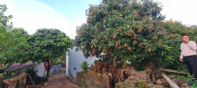 Bán đất phấn sơn đồng sơn 1650 m . Lưng tựa núi. Cạnh sân golf vin - 1