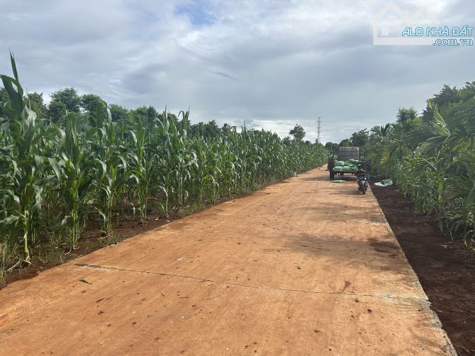 🅿️❇️CHỦ GỬI BÁN LÔ ĐẤT TIỀM NĂNG, THÔN 3, CƯ SUÊ HẺM CẤP 1, 🏦 439 TRIỆU, 5mx25m❇️ - 3