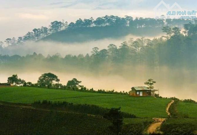 LÔ ĐẤT  GẦN ĐỒI CHÈ – ĐIỆN GIÓ CẦU ĐẤT 🏡 🌿 - 3