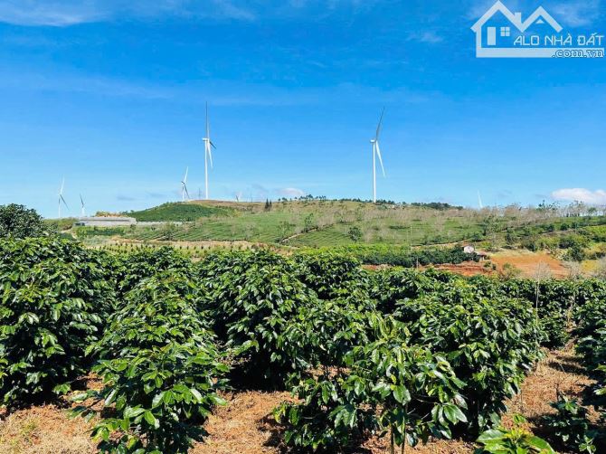 LÔ ĐẤT  GẦN ĐỒI CHÈ – ĐIỆN GIÓ CẦU ĐẤT 🏡 🌿 - 7