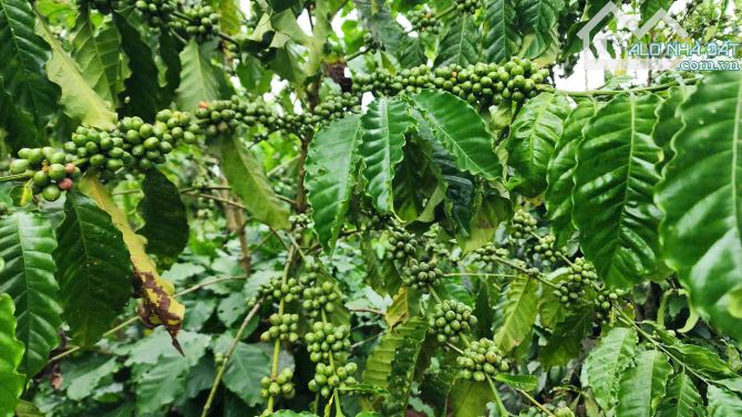 🌿 BÁN LÔ ĐẤT 3.5 XÀO – 400 thổ cư, cách QL20 500m,3Ty500