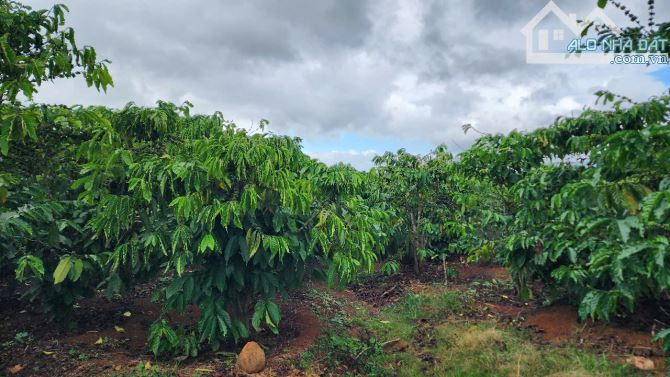 🌿 BÁN LÔ ĐẤT 3.5 XÀO – 400 thổ cư, cách QL20 500m,3Ty500 - 1