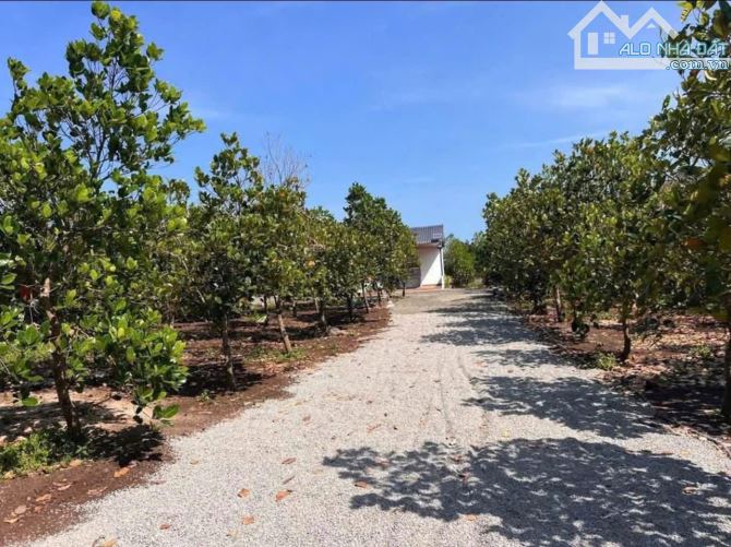 CHỦ ĐI NƯỚC NGOÀI NÊN CẦN SANG NHƯỢNG LẠI LÔ NHÀ VƯỜN VIEW HỒ SUỐI MÔN 1,2 TỶ - 3