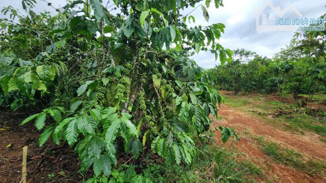 🌿 BÁN LÔ ĐẤT 3.5 XÀO – 400 thổ cư, cách QL20 500m,3Ty500 - 2
