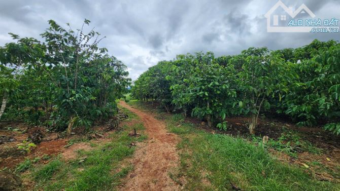 🌿 BÁN LÔ ĐẤT 3.5 XÀO – 400 thổ cư, cách QL20 500m,3Ty500 - 3