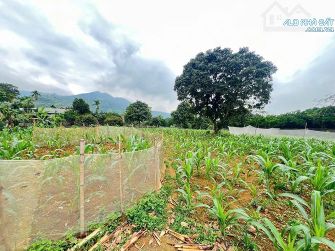 Cần bán 1568m2/200m2 ONT tại Cư Yên - Lương Sơn. Giá chưa đến 3tr/m2. Gần hồ Khoáng Bưởi - 16