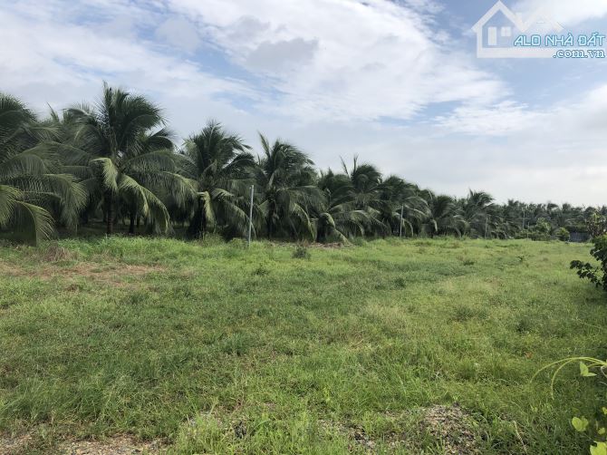Phước Hải-dt:1300m2-góc 2 mặt tiền-15m nhựa và 93m bê tông, đất cây lâu năm, giá 3tyx - 2