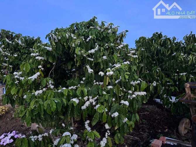 Bán 21000m2 đất nhà ao vườn suối chảy ngang xã liên hiệp đức trọng lâm đồng 12 tỷ - 2