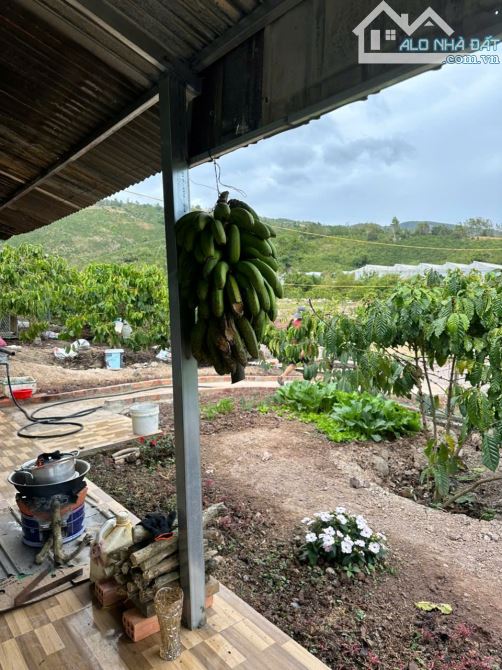 Bán 21000m2 đất nhà ao vườn suối chảy ngang xã liên hiệp đức trọng lâm đồng 12 tỷ - 3