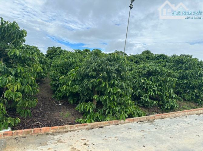 Bán 21000m2 đất nhà ao vườn suối chảy ngang xã liên hiệp đức trọng lâm đồng 12 tỷ - 4