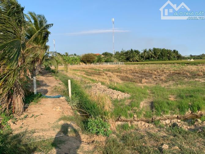Đất nông nghiệp 2000m2, đường DT830, đối diện UBND xã Long Định (cũ) - 6