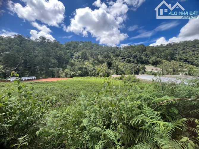 Bán đất 1hecta có suối view rừng thông ngoại ô thành phố Đà Lạt - 1