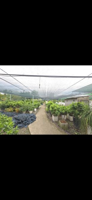 Đất Bán Lô Góc 2 Mặt Tiền Đường Nguyễn Duy Trinh  Full Thổ Cư DT: 5864m2 Giá 599Tỷ - 2