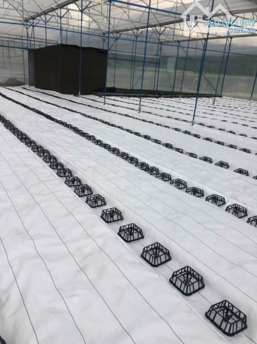 7.300m2 ĐẤT NÔNG NGHIỆP - PHƯỜNG 10 ĐÀ LẠT - GIÁ CHỈ 2,5TR CÓ SẴN NHÀ LỒNG CÔNG NGHỆ CAO - 2