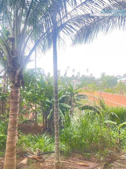 BÁN ĐẤT PHƯỜNG Tân An EATU BMT, ĐƯỜNG NHỰA 10X60 TC 135M² ĐƯỜNG NHỰA 2ÔTÔ DÂN CƯ HIỆN HỮU, - 2