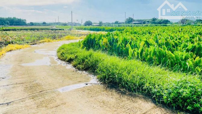 4761M GÓC 2 MẶT TIỀN LÁNG DÀI ĐẤT ĐỎ CÓ 300M THỔ CƯ  GIÁ 5,5 TỶ - 3