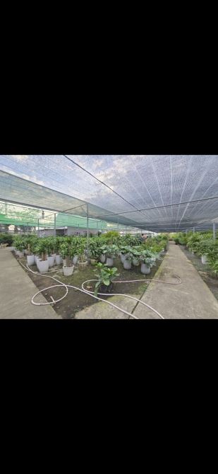 Đất Bán Lô Góc 2 Mặt Tiền Đường Nguyễn Duy Trinh  Full Thổ Cư DT: 5864m2 Giá 599Tỷ - 5