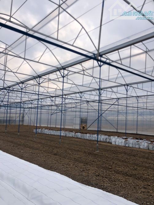 7.300m2 ĐẤT NÔNG NGHIỆP - PHƯỜNG 10 ĐÀ LẠT - GIÁ CHỈ 2,5TR CÓ SẴN NHÀ LỒNG CÔNG NGHỆ CAO - 5