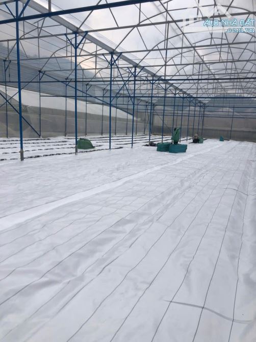 7.300m2 ĐẤT NÔNG NGHIỆP - PHƯỜNG 10 ĐÀ LẠT - GIÁ CHỈ 2,5TR CÓ SẴN NHÀ LỒNG CÔNG NGHỆ CAO - 6