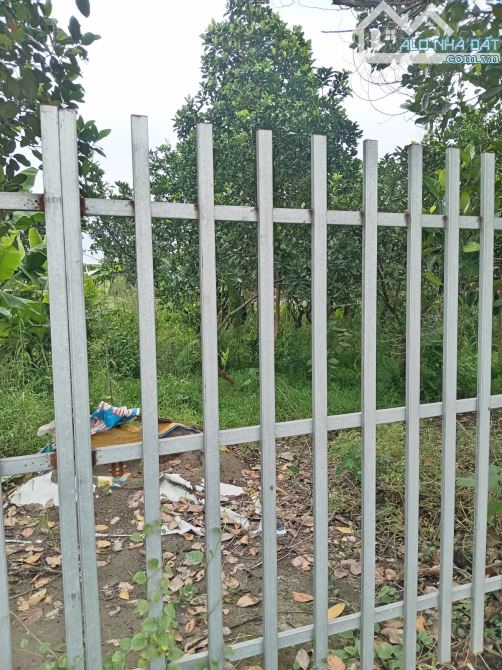 Bán 360m2 đất 50 năm Đồng Quang _ Quốc Oai, giáp Hoài Đức - 2