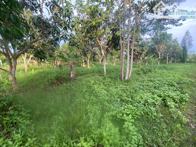 bán lô đất vườn 1,2ha(12.000m2) cách qlo 20 khoảng 1,7km chỉ với 300t/xào - 4