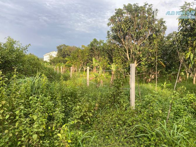 bán lô đất vườn 1,2ha(12.000m2) cách qlo 20 khoảng 1,7km chỉ với 300t/xào - 5