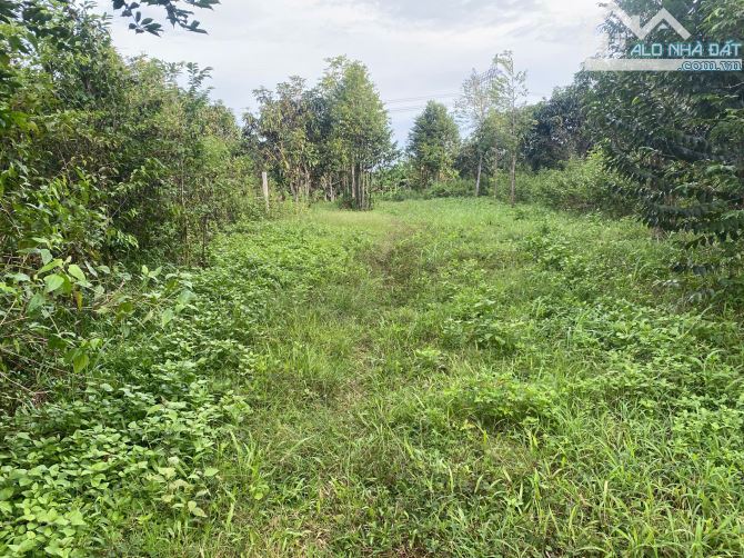 bán lô đất vườn 1,2ha(12.000m2) cách qlo 20 khoảng 1,7km chỉ với 300t/xào - 6