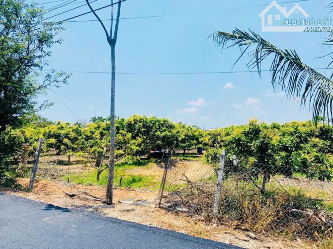 VƯỜN NHÃN TRĨU QUẢ LIỀN KỀ CAO TỐC, GẦN BIỂN, SẴN THỔ CƯ, GIÁ BÁN NHANH SIÊU RẺ