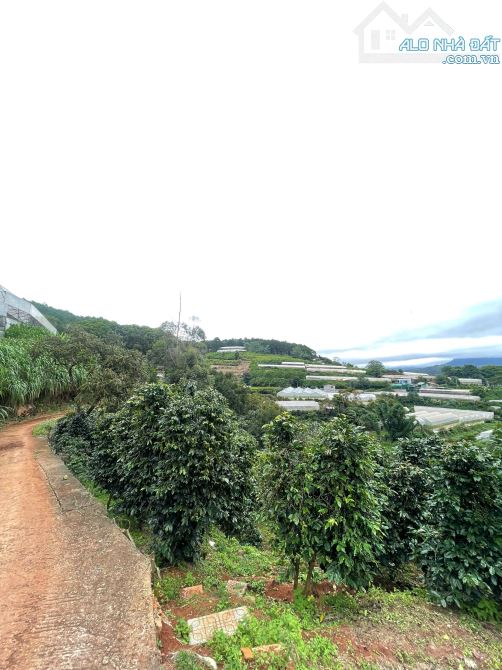 BÁN LÔ GÓC 2MT 3800M2 NGUYỄN ĐÌNH QUÂN P.CAMLY VIEW RỪNG THÔNG, THUNG LŨNG. ĐL - 2