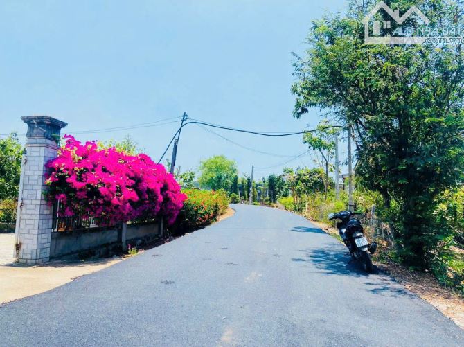 VƯỜN NHÃN TRĨU QUẢ LIỀN KỀ CAO TỐC, GẦN BIỂN, SẴN THỔ CƯ, GIÁ BÁN NHANH SIÊU RẺ - 4